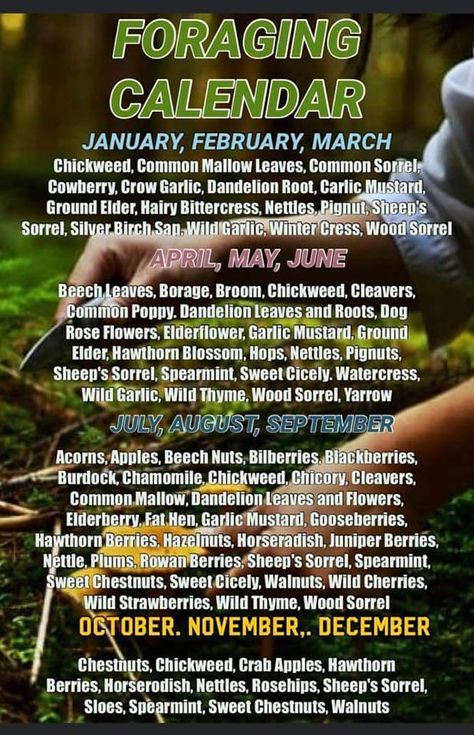 Foraging Calendar, Medicinal Wild Plants, Wild Foraging, Wild Food Foraging, Herbal Remedies Recipes, Medicinal Herbs Garden, Edible Wild Plants, Medical Herbs, Herbal Recipes