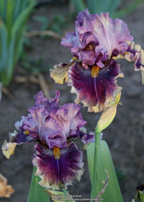 Bloom photo of Tall Bearded Iris (Iris 'Creature of the Night') uploaded to Garden.org by ARUBA1334. Swoon! Yard Flowers, Live Earth, Creature Of The Night, Tall Bearded Iris, Pretty Garden, Dream Yard, Purple Garden, Border Plants, Bearded Iris