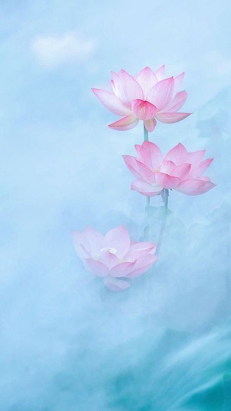 Lotus Flower Iphone Wallpaper, Lotus Wallpaper Backgrounds, Lotus Flower Wallpaper Iphone, Lotus Wallpaper Aesthetic, Lotus Flower Background, Wallpaper Weird, Spring Background Wallpapers, Wallpaper Spring Aesthetic, Iphone Wallpaper Spring