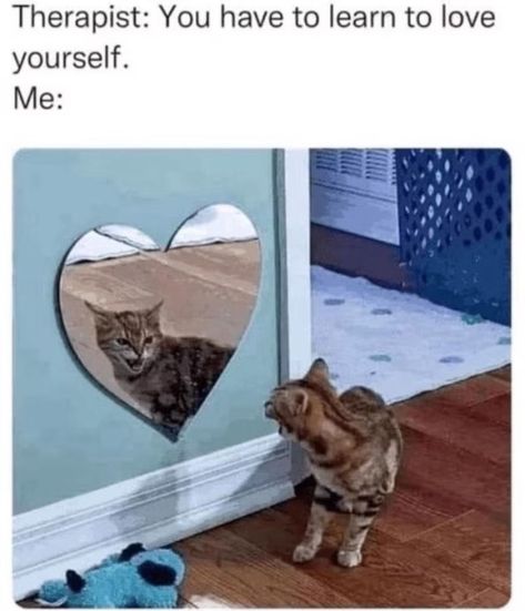 Cranky Cat, Health Memes, Cheezburger Cat, Cat Person, Funny Animal Memes, Silly Cats, Love Yourself, Animal Memes, Funny Cat