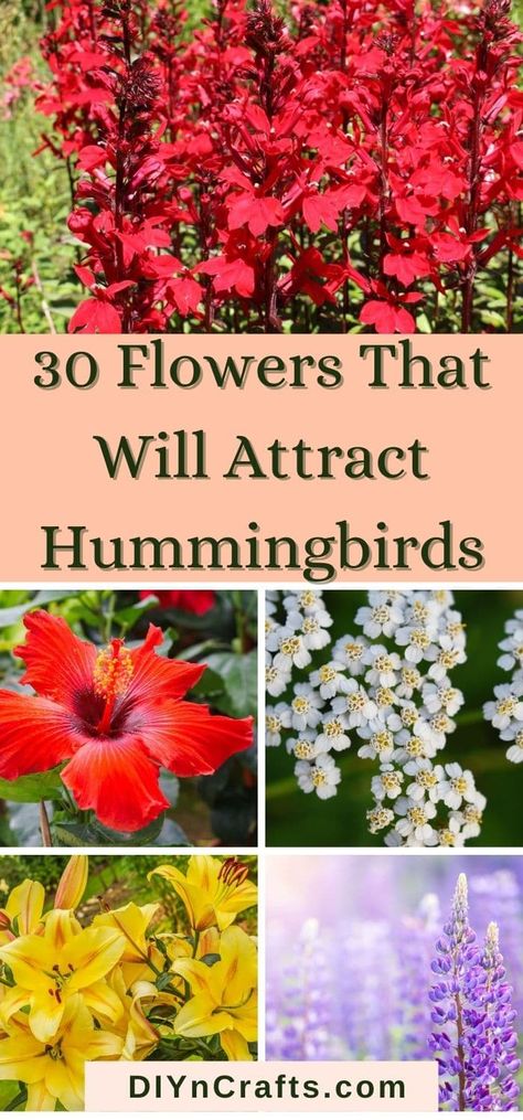 Hummingbird Garden Flowers, Flowers For Butterflies, Plants To Attract Hummingbirds, Tattoo Garden, Garden Nails, Hummingbird Plants, Garden Tattoo, Attract Hummingbirds, Garden Hacks