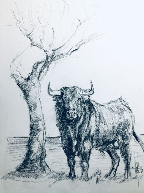 Ink Animal Drawings, Bull Riding Drawing, Bull Sketch, Bull Drawing, Bull Artwork, Landscape Pencil Drawings, Bull Painting, Abstract Pencil Drawings, Bull Art