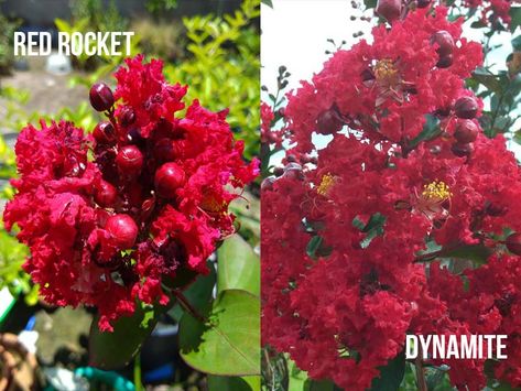 Dynamite Red Crepe Myrtle, Plum Magic Crape Myrtle, Dynamite Crape Myrtle, When To Trim Crepe Myrtle, Muskogee Crape Myrtle, Crepe Myrtle Trees, Myrtle Tree, Crepe Myrtle, Red Like Roses