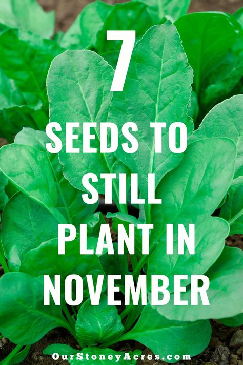 There are still a few things that you could plant in your garden in November if you live in zones 5 or 6! This November planting guide will go through the crops that you can plant this month in your garden! #gardening #vegetablegardening #backyardgardening What To Plant In November, October Planting, Grape Arbor, Seedlings Indoors, Spring Crops, Planting Garlic, Planting Guide, Winter Crops, Plant Zones