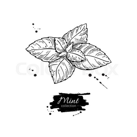 mint Mint Tattoo, Mint Plant, Product Sketch, Mint Flowers, Mint Plants, Doodle Tattoo, Jewelry Tattoo, Plant Drawing, Vector Drawing