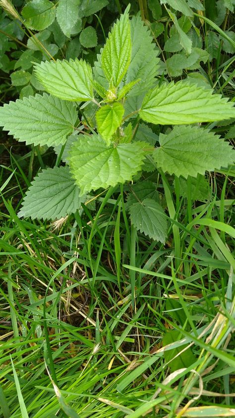 How to take care of a stinging nettle rash – Alaska Herbal Solutions Cow Parsnip, Medicinal Weeds, Hydroponic Farming, Garden Herbs, Stinging Nettle, A Cow, My Parents, How To Take, Herb Garden