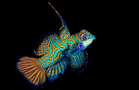 Palau DiveAdventures (@PalauDive) | Twitter Mandarin Fish, Saltwater Fish Tanks, Bawah Air, Salt Water Fish, Cool Fish, Saltwater Tank, Beautiful Sea Creatures, Water Animals, Marine Aquarium