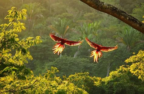 Visit Costa Rica, Monteverde, Beautiful Creatures, Animal Kingdom, Ecuador, Costa Rica, South America, Pet Birds, Parrot