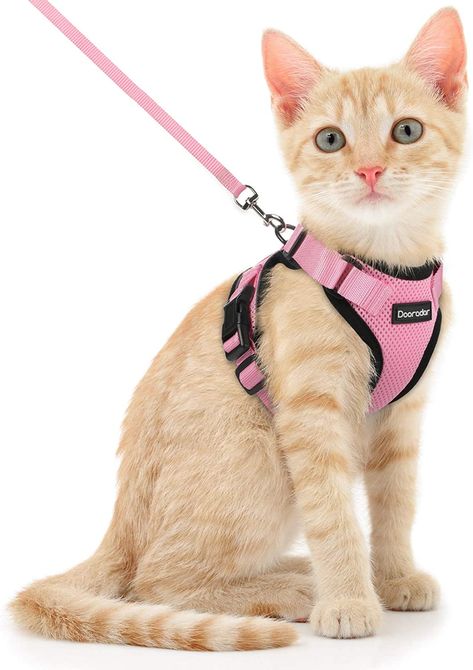 Cat Leash And Harness, Cat Skin Problems, Best Cat Harness, Pink Harness, Kitten Harness, Cat Harness And Leash, Cats Pink, Small Kittens, Cat Leash