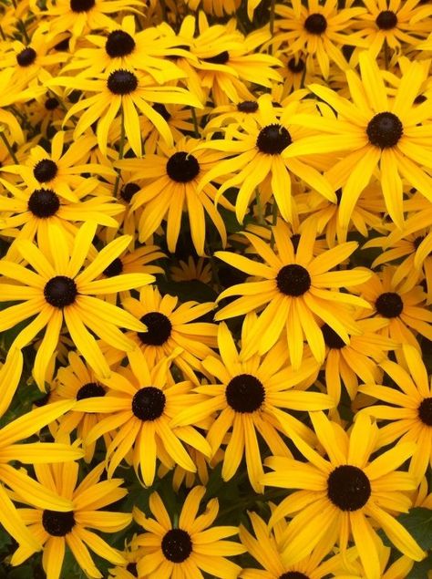 Black eyed Susan Brown Eyed Susan, Minnesota Garden, Plant Bulbs, Mexican Hat, Favourite Flowers, Dream Yard, Free State, Flower Style, Nature Artwork