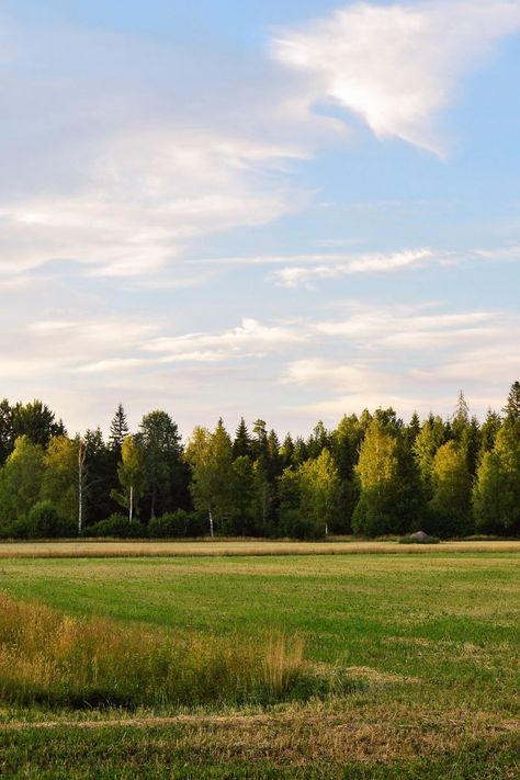 Background Trees Photography, Hdri Images Background, Outdoors Background, Hdri Images, Grass Photography, Trees Background, Hd Landscape, Realistic Render, Green Grass Field