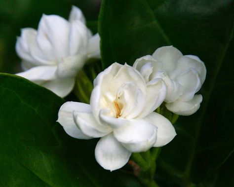 Skin Hacks, Arabian Jasmine, Jasminum Sambac, Hydrangea Shrub, Plant Notes, Pink Spring Flowers, Broadleaf Evergreen, Jasmine Sambac, Aging Beauty