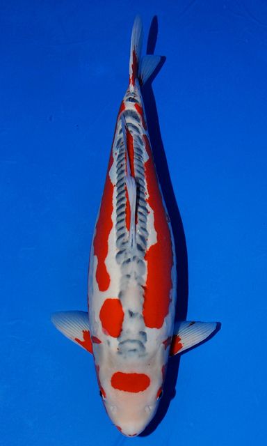 Salt Water Fish, Carpe Koi, Japanese Koi, Koi Carp, Gold Fish, Fish Pond, Koi Pond, Koi Fish, Carp