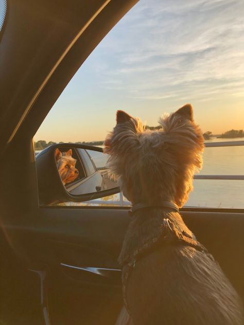 Cute Dogs Yorkies, Yorkie Dog Aesthetic, Yorkies Aesthetic, Dog In Car Aesthetic, Yorkie Terrier Aesthetic, Yorky Dogs, Aesthetic Yorkie, Yorkshire Aesthetic, Yorkie Aesthetic