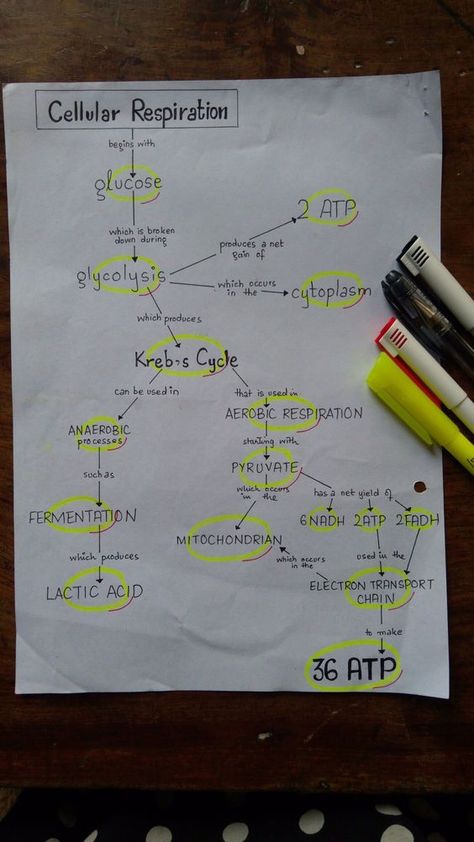 Biology Proteins Notes, Organization Of Life Biology, Cell Respiration Notes, Microbiology Study Note, Biology 101 Study Guides, Cellular Respiration Notes Biology, Respiration Notes Biology, How To Make Biology Notes, How To Make Notes For Studying Biology