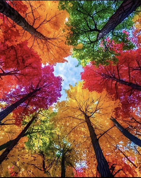 Colorful Forest, Forest Aesthetic, Watercolor Projects, Colorful Trees, Trees, Forest, Color, Art, Nature