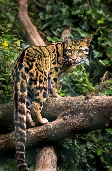 The clouded leopard  - is the smallest from big cats - occurs from the Himalayan foothills in Nepal, Bhutan and India to Myanmar, southeastern Bangladesh, Thailand, Peninsular Malaysia, Indochina, and in China south of the Yangtze River https://www.facebook.com/kouzelnapriroda/photos/a.305039696601061/712584379179922/?type=3&theater Clouded Leopard, Exotic Cats, Airbrush Art, Majestic Animals, Leopards, Exotic Pets, Nature Animals, Beautiful Cats, Big Cats