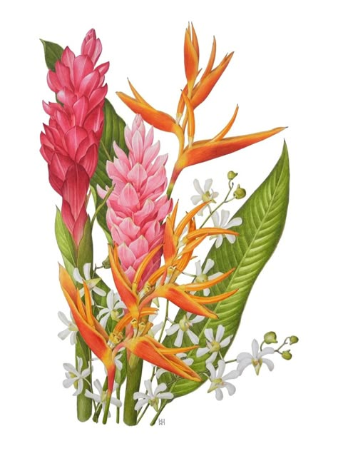 Tropical Flower Art, Tropical Flower Illustration, Ginger Flower Drawing, Tropical Flowers Aesthetic, Ginger Flower Tattoo, Teuila Flower, Tropical Flowers Illustration, Paradise Flowers, Ginger Flower