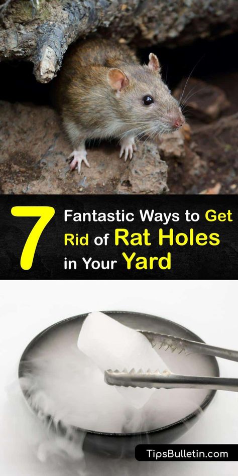 Burrowing rats leave rat holes in your yard, compost pile, and garden beds. A rat burrow is a sign to begin rat control immediately. Tackle a roof rat infestation with a live rodent trap, dry ice, or by filling in burrows with steel wool. #get #rid #rat #holes #yard Rat Deterrent Spray, Rat Killer Homemade, How To Get Rid Of Rats Outside, Yard Compost, Roof Rats, Rat Infestation, Diy Bug Spray, Getting Rid Of Rats, Bug Spray Recipe