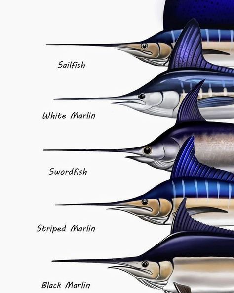 Marlin Painting Fish Art, Marlin Painting, Fish Art Drawing, Blue Marlin Fish, Fish Chart, Marlin Fish, Marlin Fishing, Aqua Culture, Fauna Marina