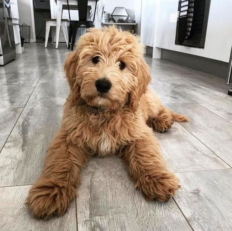 Puppies Names, Cavapoo Puppies, Hypoallergenic Dogs, Goldendoodle Puppy, Doodle Dog, Cane Corso, Sphynx, Labradoodle, Cute Creatures