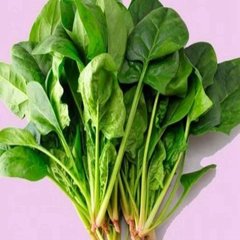 500/PCS Spinach NO-GMO Vegetable Seeds For Home Garden Best Nutrition For Dinner Kids Love Vegetable Spinach Seeds, Spinach Leaves, Garden Supplies, Garden Seeds, Spinach, Seeds