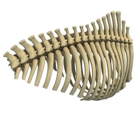 Animal Rib Cage 3D Model #AD ,#Rib#Animal#Model#Cage Animal Ribcage, Stilt Costume, Photos Collage, Animal Skeletons, My Own, Fake Animals, Animal Model, Senior Project, Illusion Art