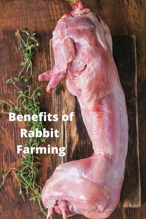 Rabbits For Meat, Rabbit Farming, Raising Rabbits For Meat, Farming Ideas, Animal Report, Rabbit Farm, Meat Rabbits, Mother Feeding, Raising Rabbits