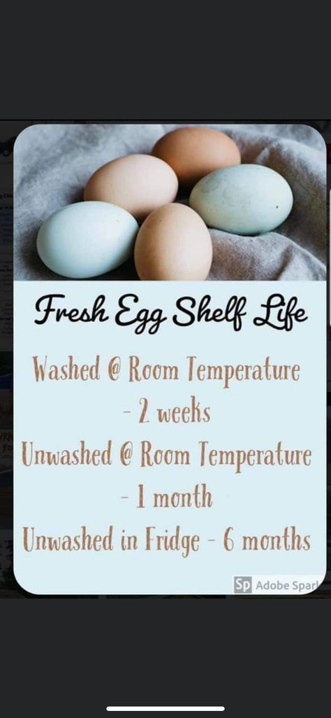 Egg Shelf Life, Incubating Chicken Eggs, Fresh Egg, Chicken Life, Raising Backyard Chickens, Chicken Coop Ideas, Chicken Little, Coop Ideas, Self Sufficiency