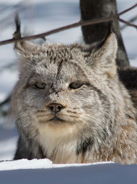 Lynx Lynx, Canada Lynx, Eurasian Lynx, American Flag Eagle, Jungle Cat, Cat Family, Domestic Cat, Lynx, Pictures To Paint