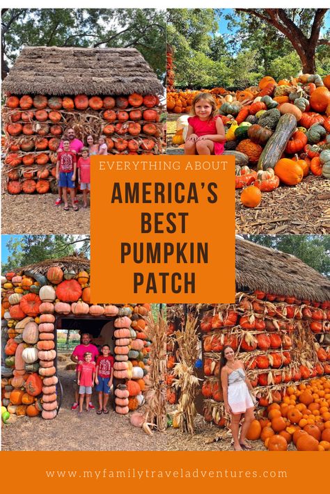 90,000 pumpkins, 3,000 ears of corn, 1500 corn stalks, 900 bales of hay and hundreds of thousands of fall blooming flowers and plants make this the most amazing pumpkin patch in the United States Autumn In Texas, Home Pumpkin Patch Garden, U Pick Pumpkin Patch, Coolest Pumpkin In The Patch, Fall Blooming Flowers, Pumpkin Patch Near Me, Corn Stalks, Best Pumpkin Patches, Pumpkin Festival