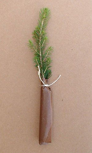 eco-friendly-gift-packaging Tree Wedding Favors, Eco Friendly Wedding Favors, Tree Gifts, Trade Show Giveaways, Best Wedding Favors, Eco Friendly Wedding, Eco Gifts, Wedding Site, Tree Roots