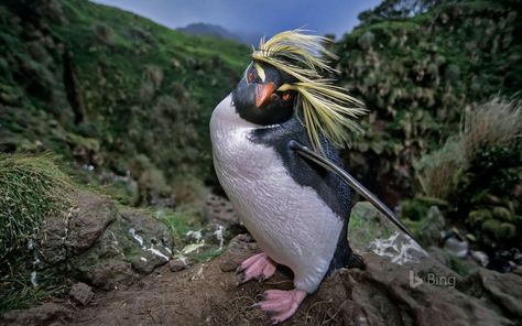 41 Strange on Twitter: "The Northern rockhopper penguin flipping its hair   (Photo: Tui De Roy/Minden Pictures)… " Rockhopper Penguin, Cheezburger Cat, Funny Photoshop, Hair Photo, Nature Images, Go Outside, Spirit Animal, Animal Pictures, Penguins