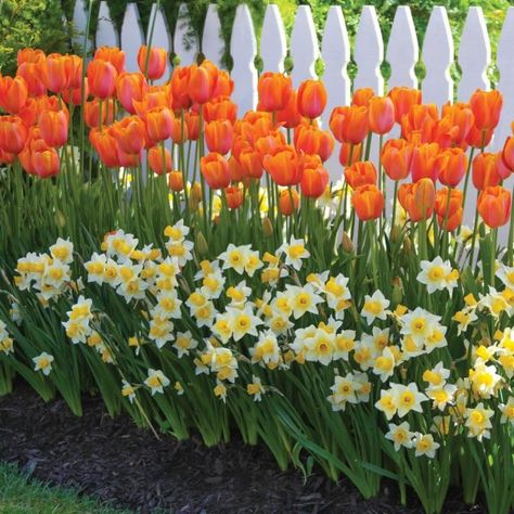 Longfield Gardens, Tulips Arrangement, Orange Tulips, Daffodil Bulbs, Tulips Garden, Garden Bulbs, Have Inspiration, Picket Fence, Bulb Flowers