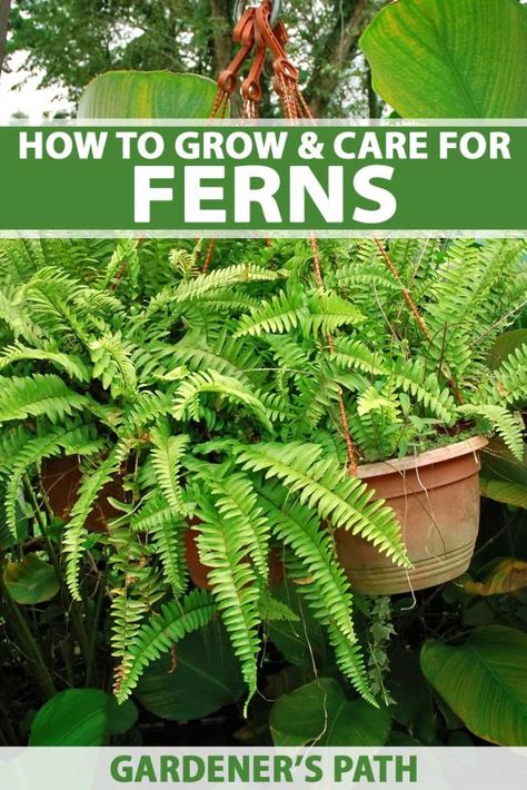 How To Care For Ferns Outdoors, Planting Ferns In Ground, Fern Planters Ideas, Low Light Ferns House Plants, How To Take Care Of Ferns Outside, Fern Varieties Outdoor, Plant Jungle, Fern Plants, Fern Garden