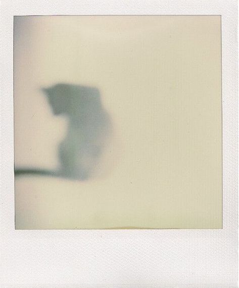 Requiem Of A Dream, Polaroid Photography, Instant Photography, Lovely Photo, Polaroid Pictures, Instant Photos, Polaroid Photos, Appaloosa, Quarter Horse