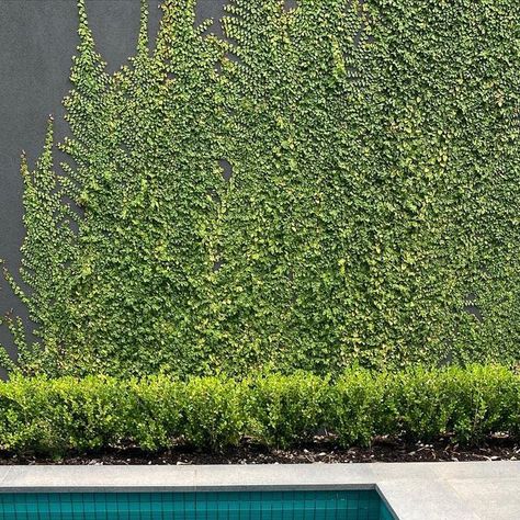 650 likes, 18 comments - davidbaptistegardendesign on March 11, 2021: "Reflections and a wall of green Ficus pumila (evergreen fig) - Kensington Gardens. #gardendesign #gardendesigneradelaide #landscapedesig...". Garden Entry, Ficus Pumila, Garden Desig, Kensington Gardens, Green Wall, Fig, Landscape Design, Garden Design, Pool