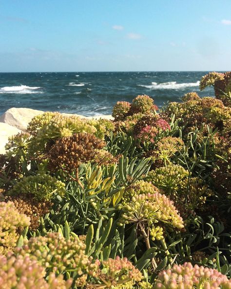 Kasia Czyżewska on Instagram: “🌊🍃🌊 a Mediterranean plants . . . . . #mediterranean_sea #mediterranean #wildplants #plants #vegetation #wildvegetation #sea #seaside…” Mediterranean Flowers, Mediterranean Nature, Mediterranean Forest, Sea Mediterranean, Background References, Sea Flowers, Mediterranean Plants, Mediterranean Landscaping, Landscape Architecture Design