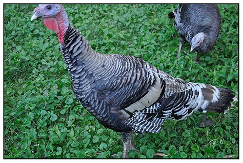 Narragansett Turkey hen | OUR HERITAGE NARRAGANSETT TURKEYS ARE BEING PASTURE FED. THE MALES ARE ... Narragansett Turkey, Barred Rock, Bantam Chickens, The Birds, Lancaster, Ducks, Hen, Massachusetts, Animals And Pets