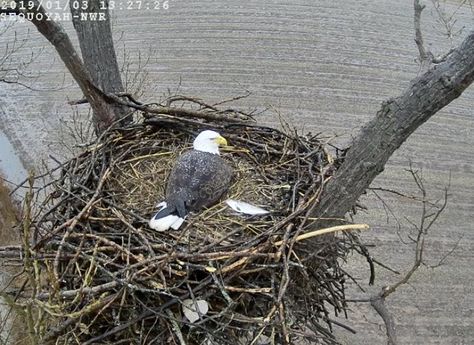 Nest Images, Eagle Nest, Eagle Bird, Bird Nest, Bird Pictures, Birds Eye View, Birds Eye, Nature Animals, Eagles