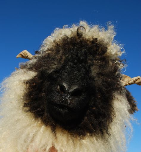 Black Nose Sheep, Sheep Pictures, Ethical Clothing Brands, Loving Animals, Black Nose, Animal Study, Animal Crossing, Fig, Goats