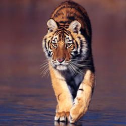 Tiger Pic, Caspian Tiger, Tiger Species, Save The Tiger, Amur Tiger, Sumatran Tiger, Tiger Love, Wild Tiger, Bengal Tiger