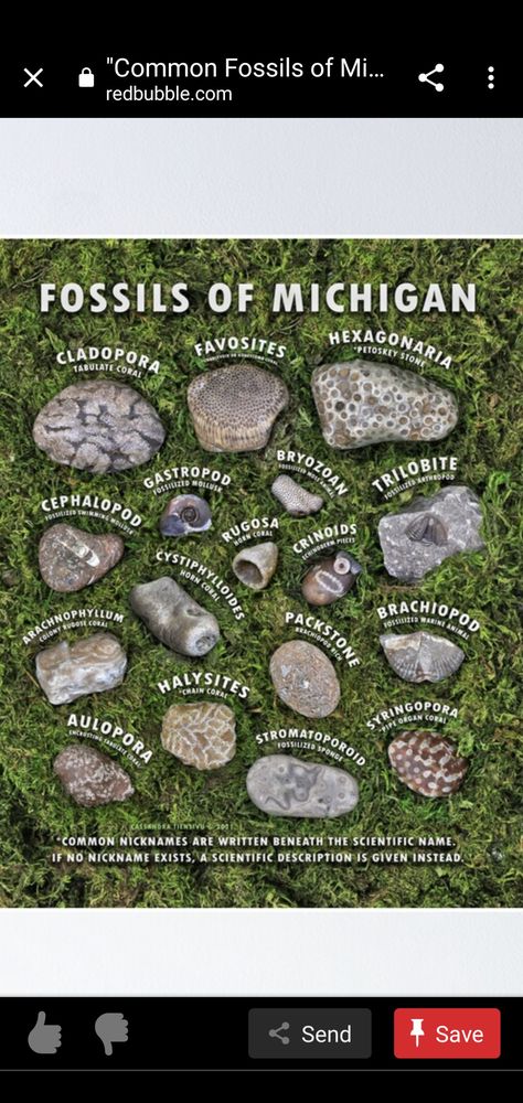 Fossil Identification, Lake Michigan Stones, Herbal Tea Garden, Rock Identification, Rock Tumbling, Geode Rocks, Fossil Hunting, Rocks And Fossils, Rock Hunting