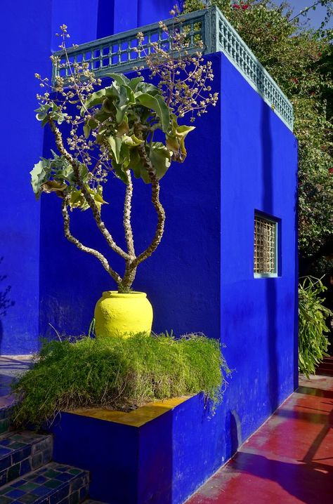 Kalanchoe Beharensis, Living Room Wall Units, Blue Desk, Moroccan Blue, Yellow Houses, Colour Ideas, Mexican Decor, Interior Stairs, Blue Garden