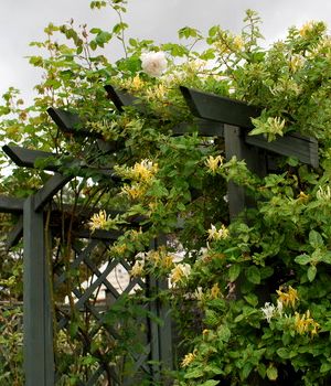 Buy Halls Hardy Honeysuckle - 1 Gallon - Trellis - Vines - All - Buy Plants Online Honeysuckle Trellis, Honeysuckle Cottage, Honeysuckle Vine, Vine Trellis, Black Berries, Buy Plants Online, Backyard Designs, Flower Cottage, Summer To Fall