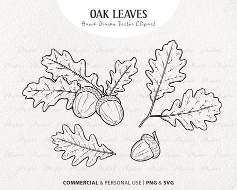 Oak Leaf Drawing Simple, Woodland Line Art, How To Draw Oak Leaves, Oak Tree Illustration Simple, Line Drawings Leaves, Acorn Line Drawing, How To Draw An Acorn, Autumn Botanical Illustration, Oak Leaf Drawing