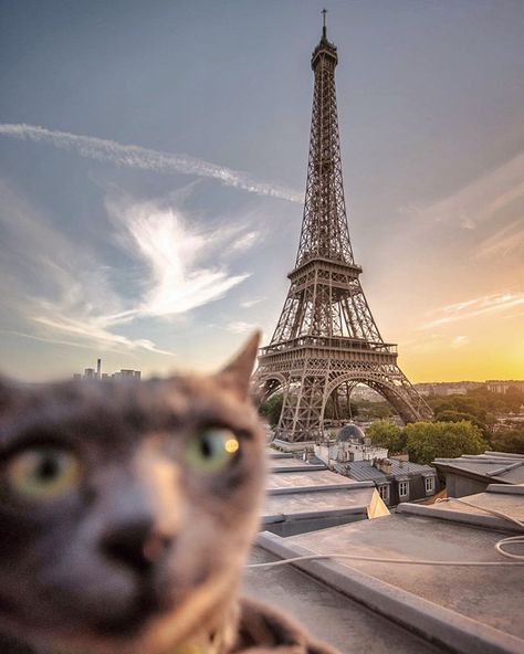 Hilarious Travel Photobombs | Far & Wide Cat Images Hd, Paris Cat, Funny Cat Images, Cat Pictures For Kids, Cat In Heat, Kitten Images, Image Cat, Paris Images, Cute Cat Wallpaper