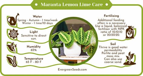 Maranta lemon lime care infographic Maranta Plant, Monstera Standleyana, Orchid Bark, Natural Ecosystem, Low Light Plants, Climbing Vines, Peat Moss, Dry Leaf, Companion Planting