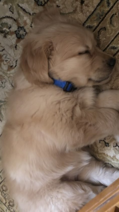 Puppy Snap, Golden Retriever Snap, Dog Snap, Chubby Puppies, Dog Snapchats, Puppy Dog Pictures, Cute Dog Wallpaper, Cute Dogs Images, Really Cute Dogs