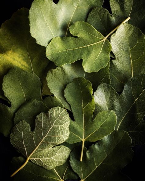 Harvest Cake Recipe, Harvest Cake, Practical Garden, Tripp Trapp, Fig Leaf, Leaf Photography, Garden Harvest, Fig Leaves, Garden Recipes